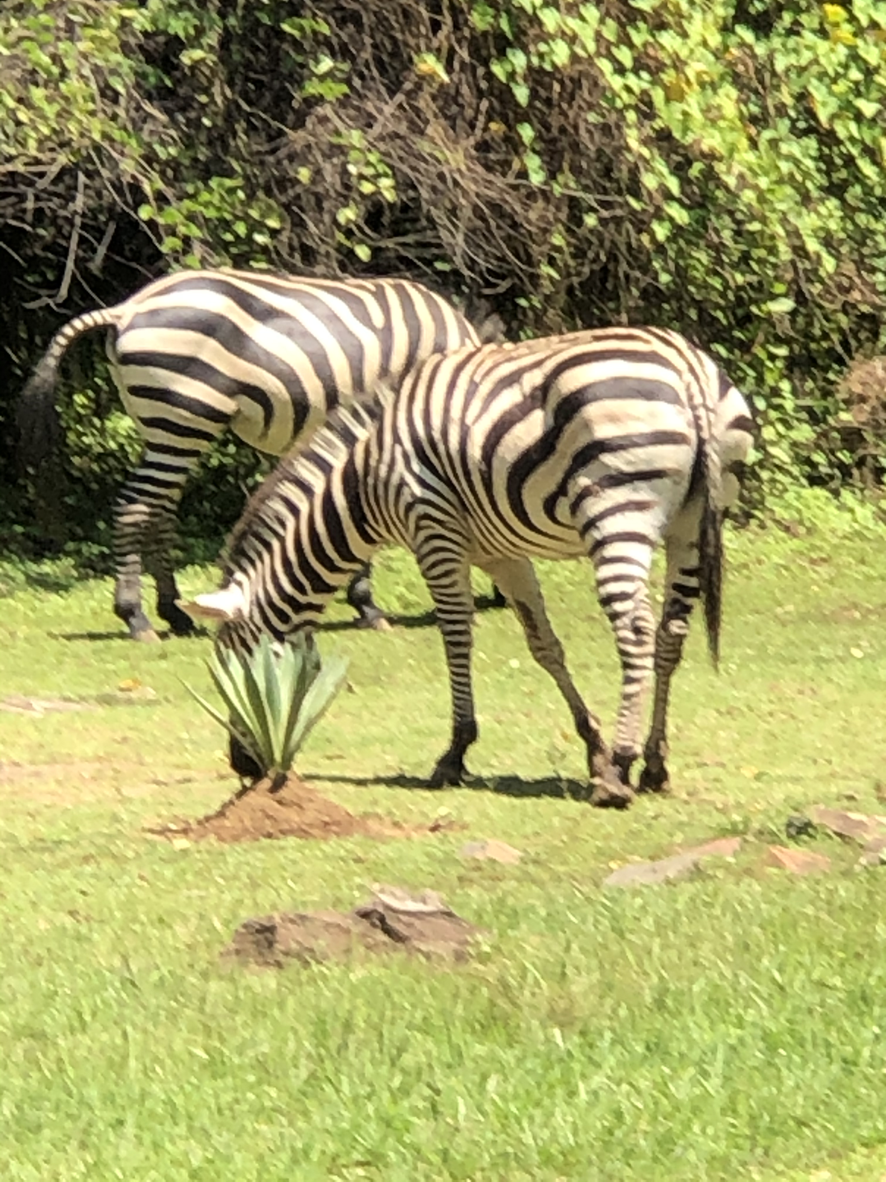 We were able to get out and see some of the fascinating animals. 
 Zebra