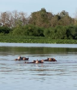 Three hippos