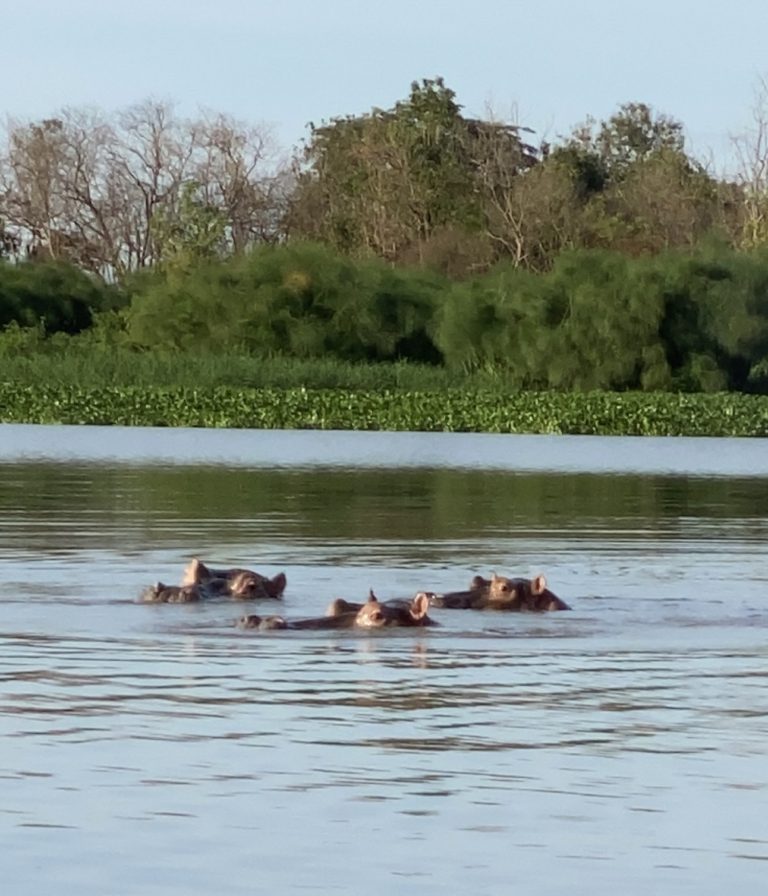 Three hippos