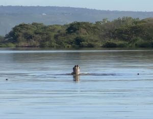 This hippo was doing a flip!
