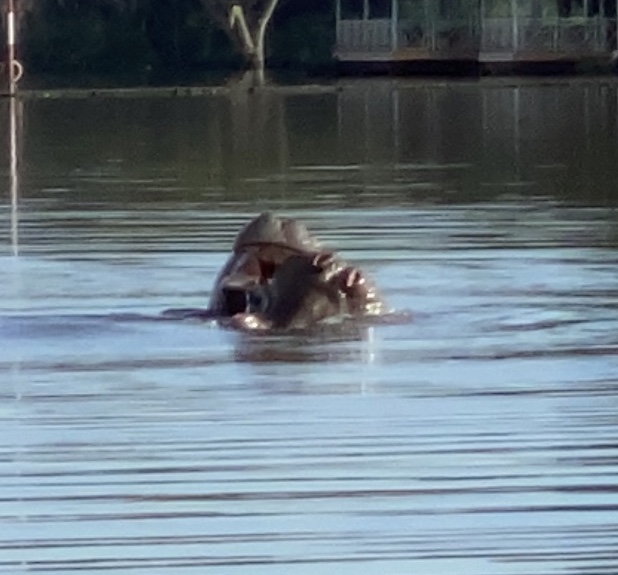Mother and baby hippopotamus playing