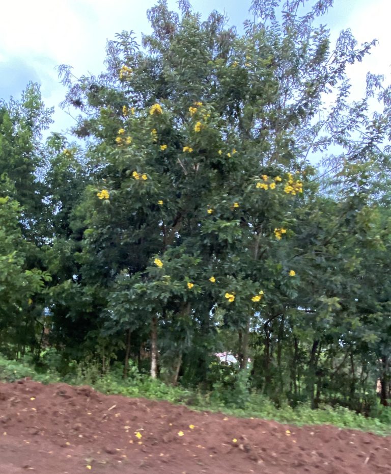 Some of the beautiful flowering trees