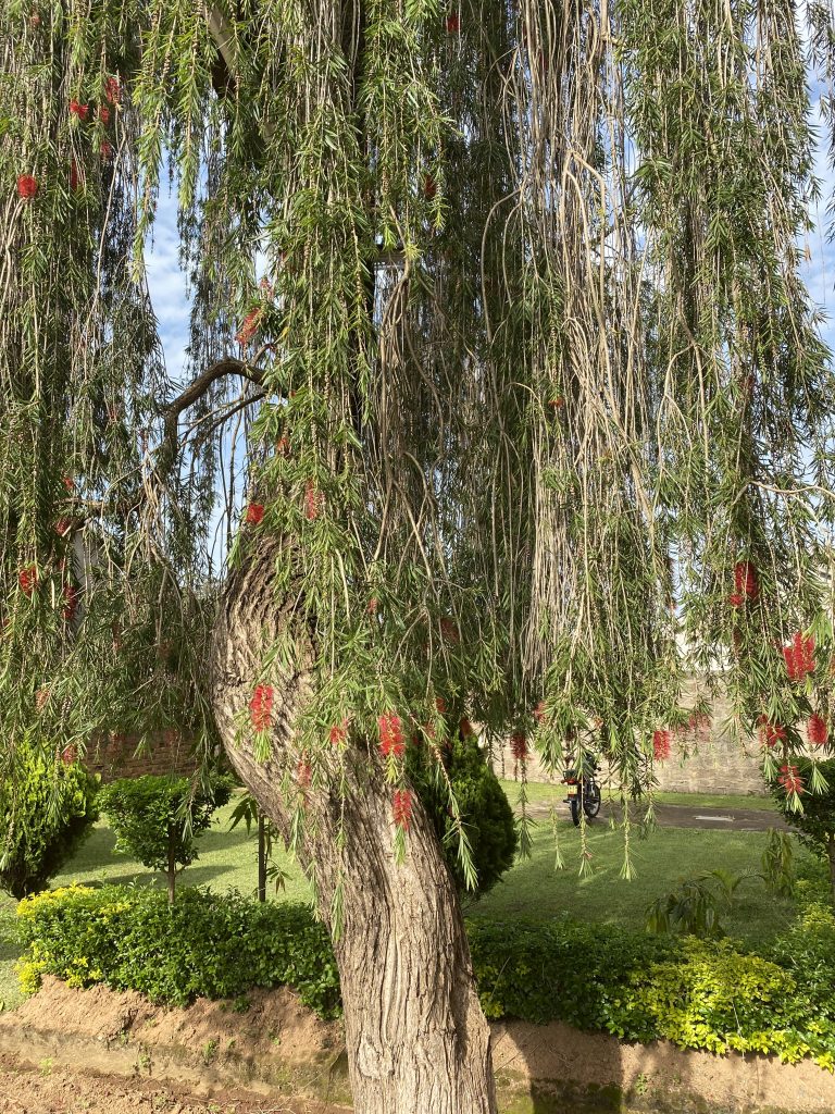 Some of the beautiful trees