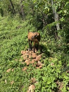 A goat to greet us along the trail