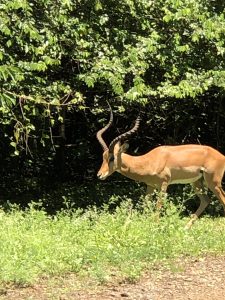 Impala