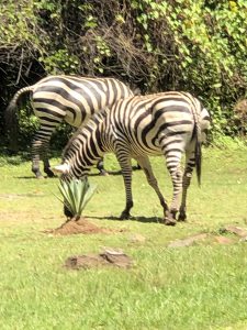 We were able to get out and see some of the fascinating animals.
Zebra