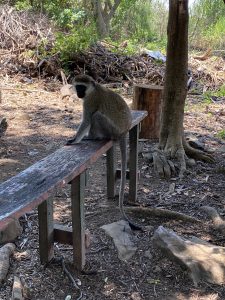 Monkey- this monkey ended up hissing at us!  We moved away very qauickly!