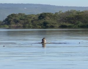 Three hippos